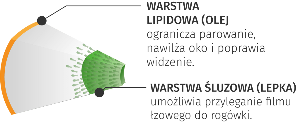 warstwa-nibut